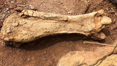 Un habitant de Montouliers, dans l'Hérault, est tombé sur un os de dinosaure alors qu'il promenait son chien