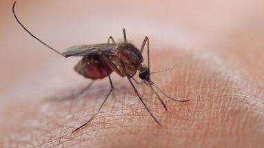 Un cas de dengue autochtone détecté en Île-de-France pour la première fois