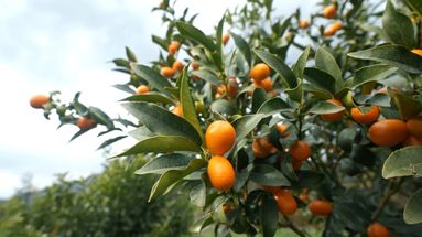 VIDÉO - Clémentines, mais aussi citrons, pamplemousses, kumquats : la Corse, terre d'avenir des agrumes français ?