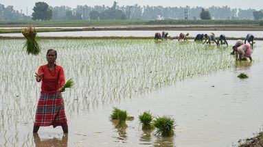 Des indiens plantent des plants de riz dans une rizière gorgée d'eau à Karnal le 26 juin 2023.