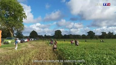Lutte contre le gaspillage : un agriculteur organise une cueillette gratuite de haricots verts
