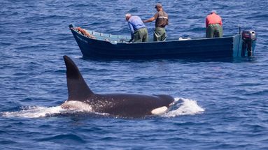 Des orques se mettent à attaquer mystérieusement des navires depuis 2020 dans l'océan Atlantique 