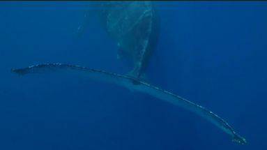 Plongée avec des baleines à bosse à La Réunion