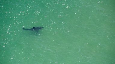 Un grand requin blanc nageant à proximité des côtes de Cape Cod (Massachusetts), le 15 juillet 2022.