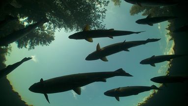 Tortue verte, saumon et mahogany grandes feuilles : la nouvelle liste rouge des espèces menacées dévoilée par l'UICN