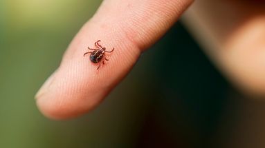 Morsure de tique : quels sont les premiers symptômes de la maladie de Lyme ?