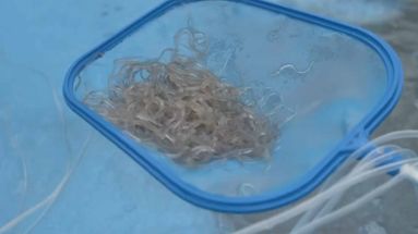VIDÉO - Trafic d'anguilles : un réseau international de civelles démantelé
