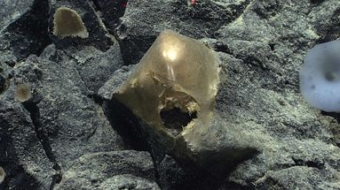 Un objet doré mystérieux a été trouvé au fond de l'océan au large de l'Alaska.