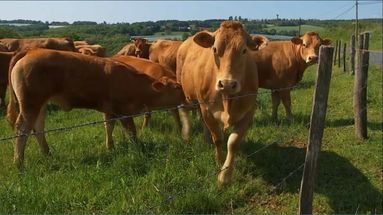 Des vaches limousines d'un élevage à Saint-Cyr-les-Champagnes, en Dordogne.