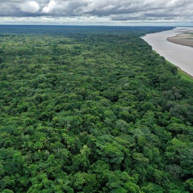 Brésil : la déforestation de l'Amazonie a augmenté de 22% en un an