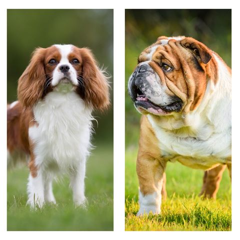 Une étude britannique permet de savoir quelle race de chien vit le plus longtemps