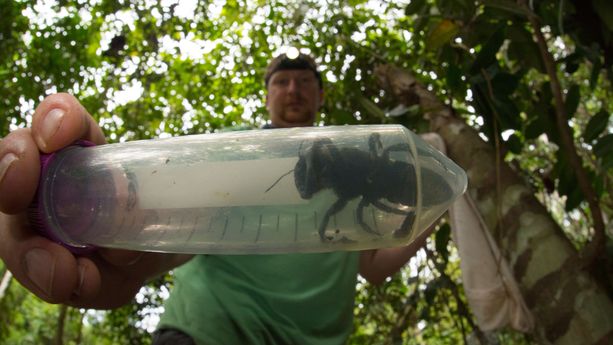 La plus grosse abeille du monde retrouvée en Indonésie