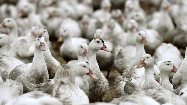 Des canards confinés par crainte d'un rebond de l'épidémie de grippe aviaire. Illustration.