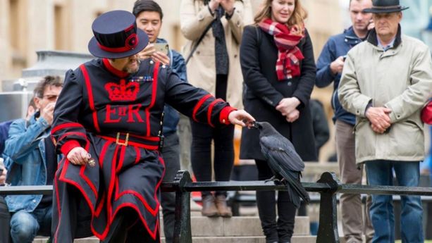 Les corbeaux gardiens de la tour de Londres autorisés à voler autour d'elle  : pourquoi cela inquiète la presse britannique
