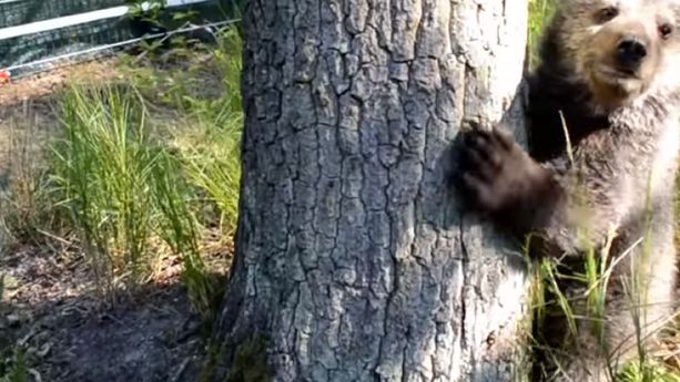 L’instant meugnon : cette oursonne orpheline s’éclate dans son nouveau parc