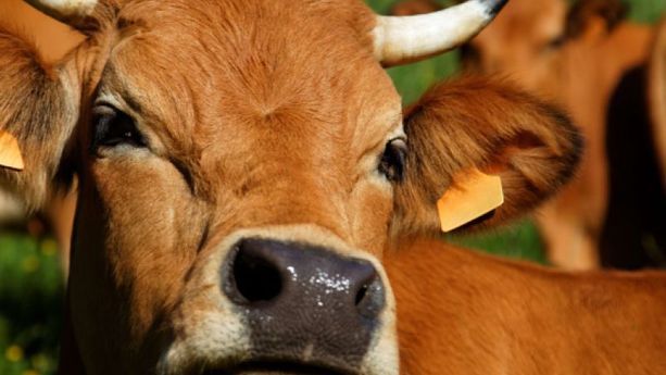 Un chiffre pour la planète :  la consommation de  viande de boeuf en France