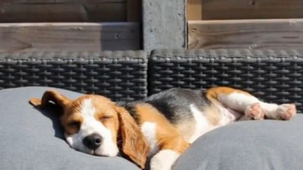L'instant meugnon : une chienne Beagle filmée de ses 8 semaines à ses 8 mois