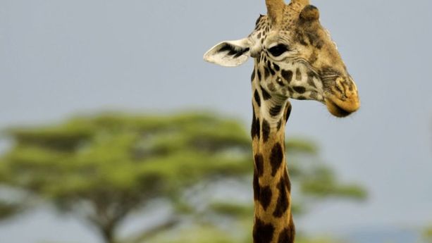 Des scientifiques percent le mystère du long cou de la girafe