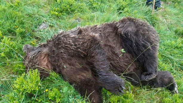 Ariège : une prime de 10.000 euros pour celui qui dénoncera le tueur de l'ours