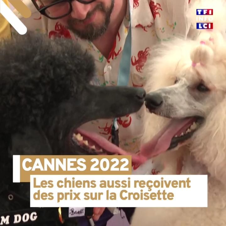 Cannes 2022 : les chiens aussi reçoivent des prix sur la Croisette