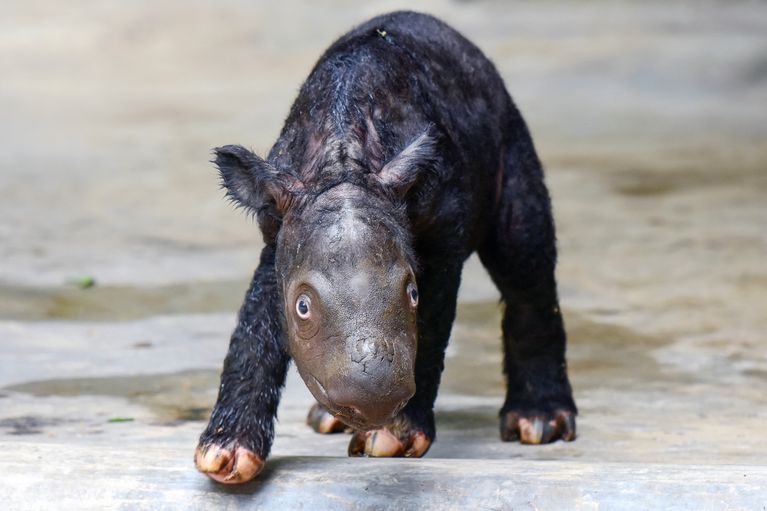 Les premiers pas du rhinocéros de Sumatra né le week-end dernier.