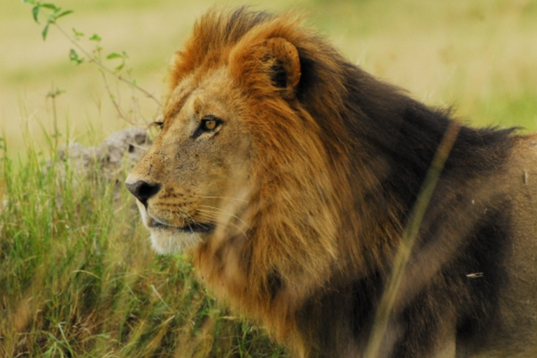
La population de lions d'Afrique est en déclin critique.
