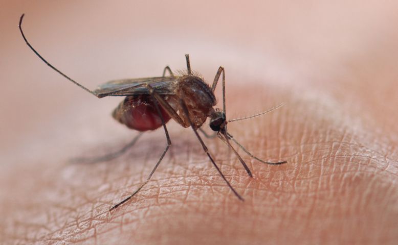 Strasbourg : vaste opération de démoustication après un cas de dengue