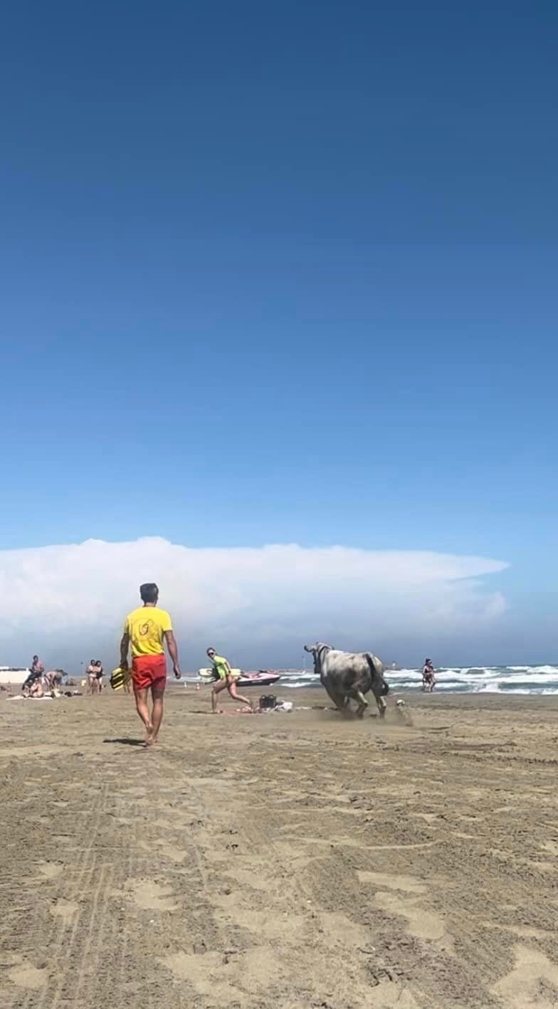 Pyrénées-Orientales : en fuite, une vache sème la panique sur une plage