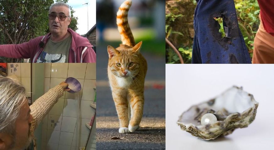 Privés d'eau chaude, mystère des chats voyageurs... Les 5 vidéos marquantes de TF1 cette semaine