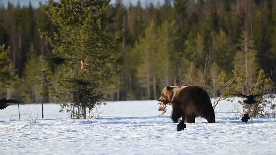 VIDÉO - Ours, loups... Quand la nature de Finlande s'éveille